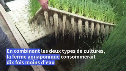 À Bordeaux, l'aquaponie veut passer à l'échelle supérieure