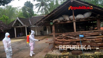 Tiga Cara Antraks Menular ke Manusia