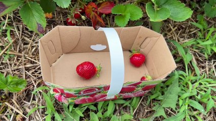 Récolte de fraises dans les champs de Mercier