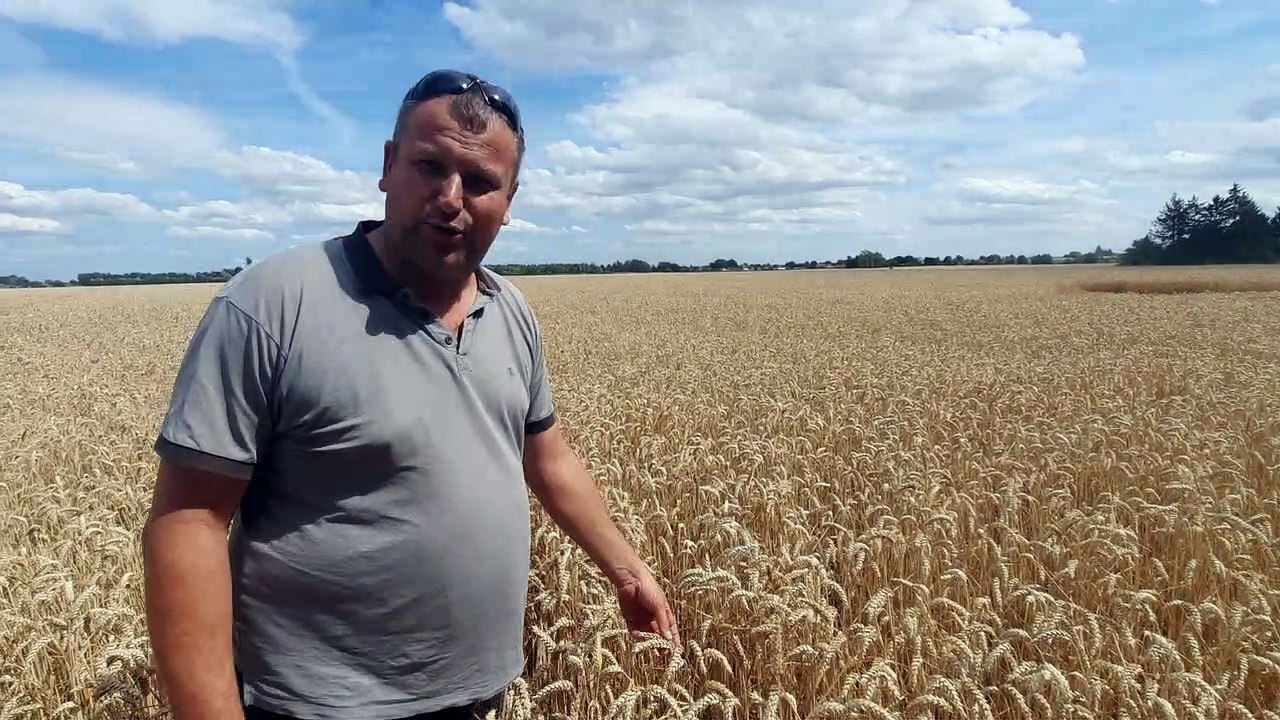 Les moissons de blé débutent dans le Nord et le Pas-de-Calais