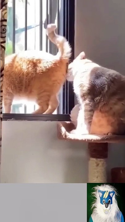Funny cats compilation video 2023