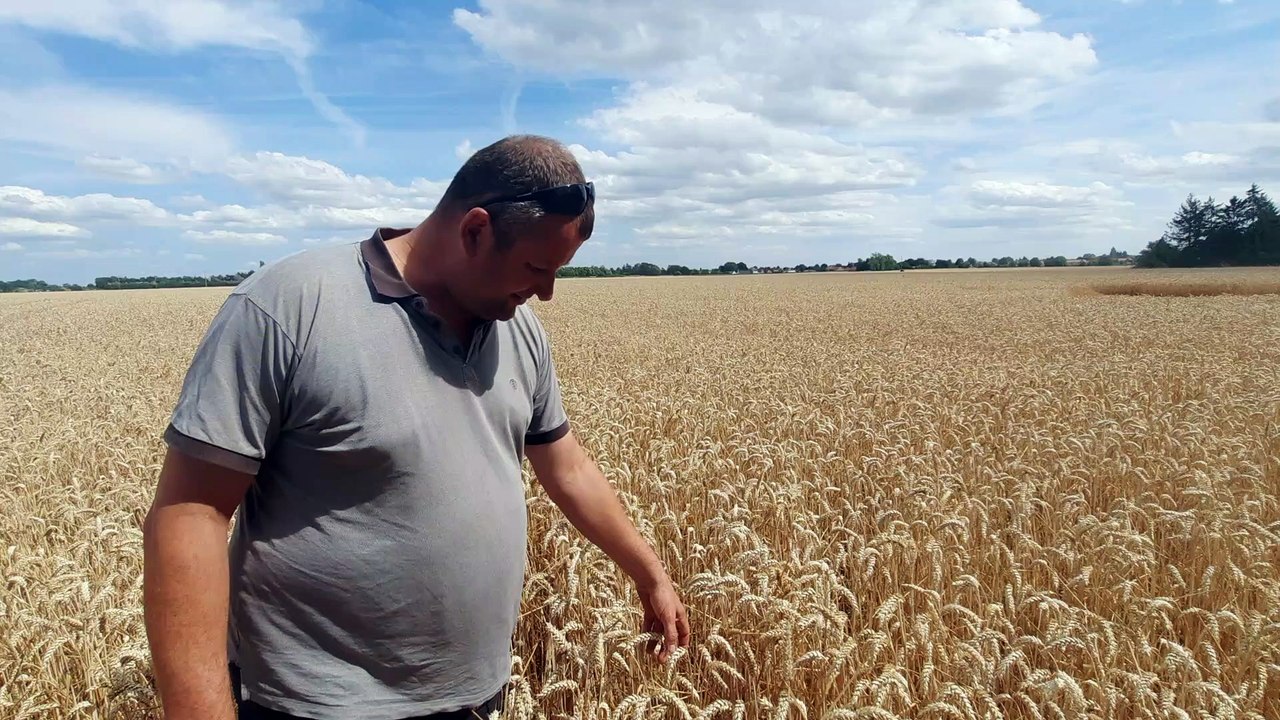 Les moissons de blé commencent dans le Nord et le Pas-de-Calais