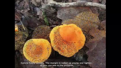 Hygrophoropsis aurantiaca. Champimaginatis. English Text