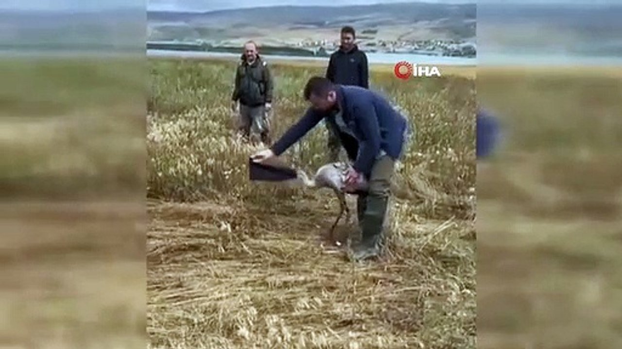 Parcs nationaux： "Ne laissez pas les grues rester dans les chansons folkloriques"