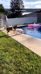 Mischievous Pup Pushes Pooch into Pool
