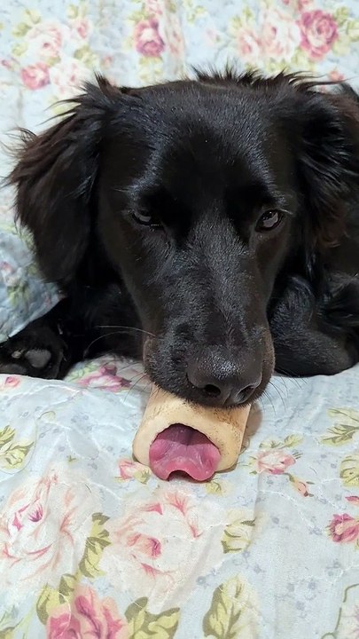 Dog Chills Out With Tongue in Her Bone