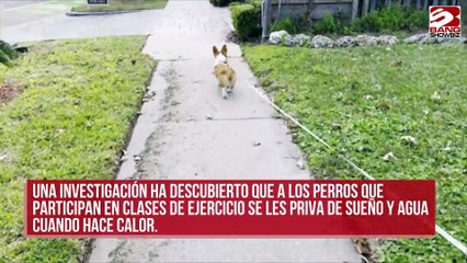 El yoga para cachorros pone en peligro a los perros