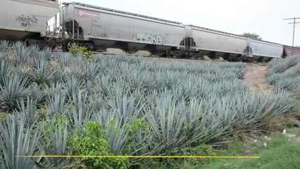 Sobreproducción de agave despierta alerta climática