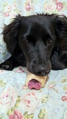 Dog Chills Out With Tongue in Her Bone