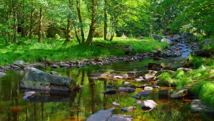 Tải video: Relaxing Bird Sounds for sleeping - Waterfall sounds for sleeping, Nature sounds, Stress Relief