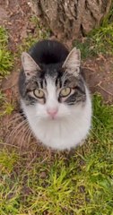 Funniest Little Animals Cute Cat Look Up Camera
