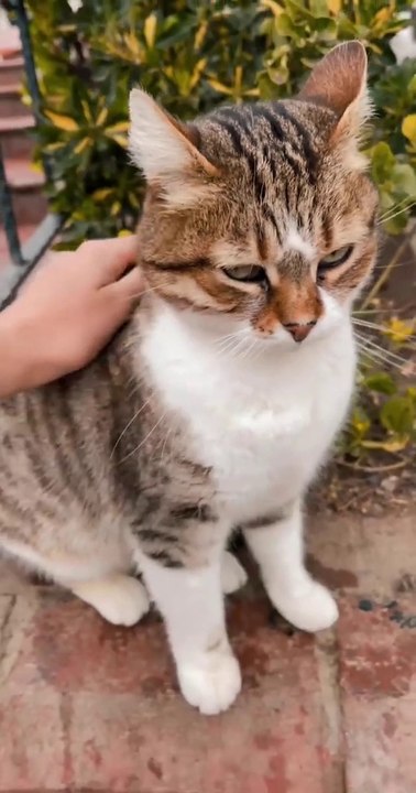 Soft Animals Cat Videos Normal Kitten