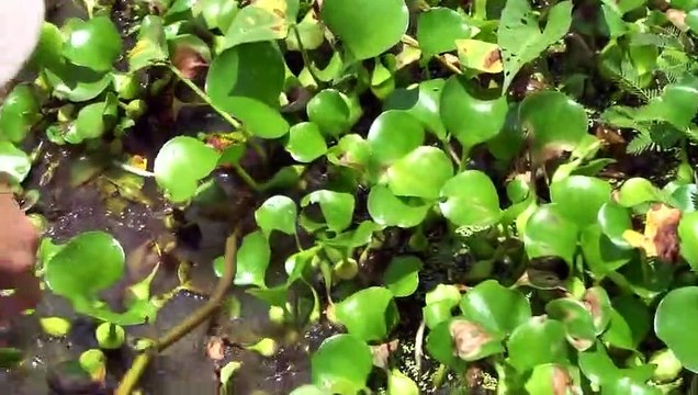 Best Video Hook Fishing . Speed ​​Fishing with Hooks. Beautiful Girl Fishing With Small Hook