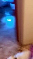 French Bulldog Zoomies