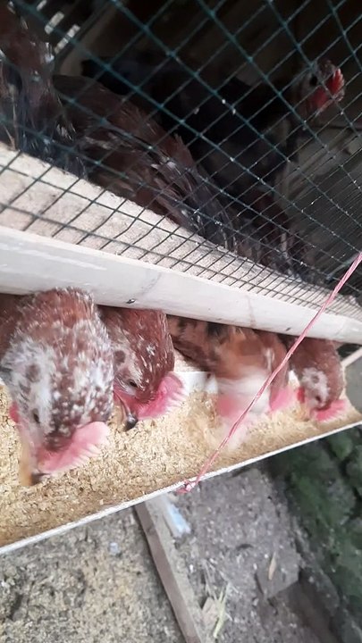 Pertumbuhan ayam kampung usia 7 minggu