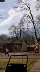 Felled Tree Branch Hits Home