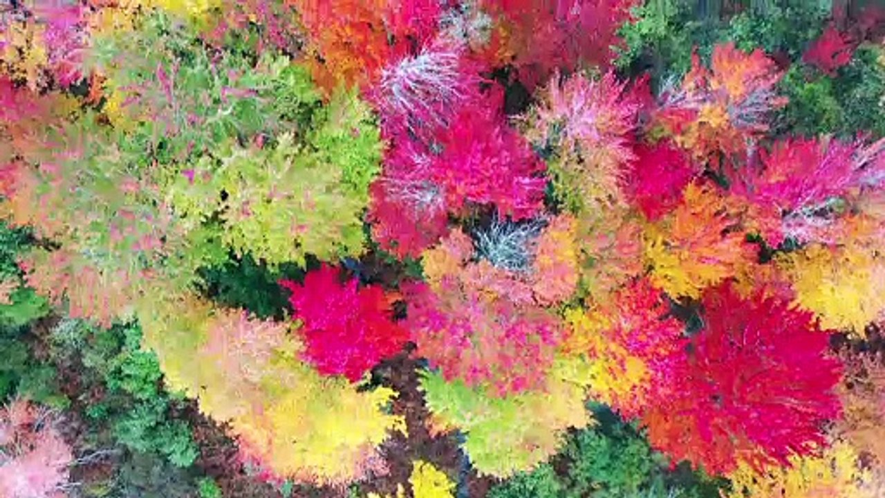 Bird's Eye View Of Trees