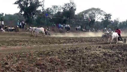 strength doesn't always work _ Animal Race Video _ ox Video