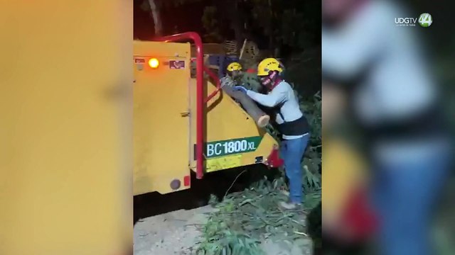 Ambientalistas denuncian nueva tala de árboles en la colonia Pirámides de Zapopan