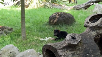 Parigi, il Jardin des Plantes accoglie i suoi primi diavoli della Tasmania