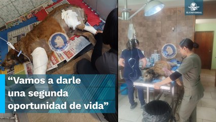 Luchan por salvarle la patita a Barbitas tras ser atacada en la Central de Abasto de Toluca