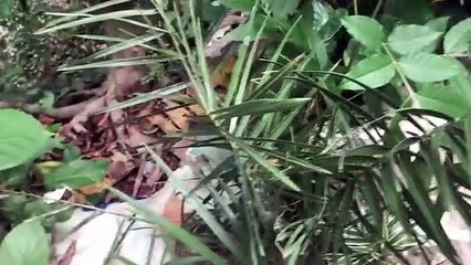 বাংলা চটি গল্প 48 | Review of palm plant.@Alisha