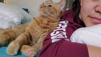 Loving Cat Leans on Owner