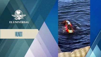 Nutria aterroriza playas: muerde, araña y roba a bañistas