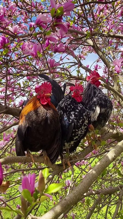 Chiken #roster
