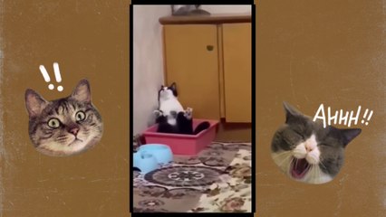 Cat Comedy Showdown: Who Will Win the Funniest Cat Award?