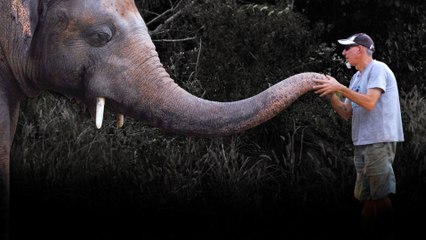 'Happy to be where he is': Kaavan the elephant's new lease on life in Cambodian sanctuary
