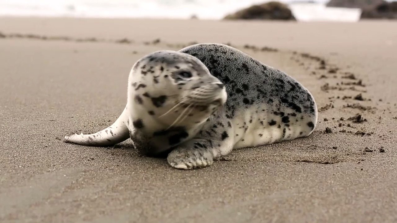 Beautiful Animals 