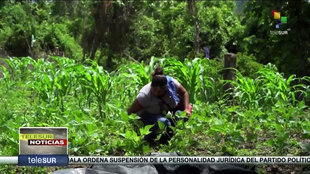 El Salvador: Mujeres impulsan proyecto agrícola para garantizar la Soberanía Alimentaria