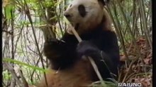 Panda giganti, l'ultimo rifugio (1995)