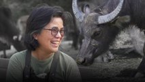 They’re not ‘stray cows’: Hong Kong’s buffalo mama’s mission to preserve habitat for feral cattle