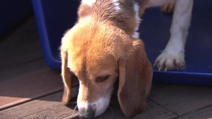 영화 '가오갤' 동물실험 현실로...250만 마리 진통제 없이 실험대 [앵커리포트] / YTN