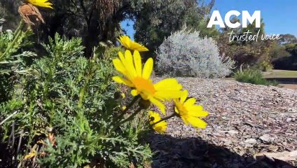 Friends of Tamworth Regional Botanic Gardens dissolve after 25 years | 13/07/2023 | The Northern Daily Leader