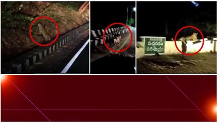 Tirumala ఘాట్‌రోడ్డులో  Leopard..హడలెత్తిస్తున్న విజువల్స్  | Andhra Prdaesh | Telugu OneIndia