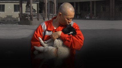 Shanghai’s animal saviour: helping strays in China is spiritual journey for Buddhist monk