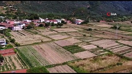 Tescilli mor soğanda hasat zamanı