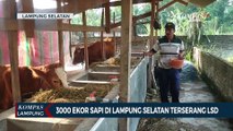3.000 Ekor Sapi di Lampung Selatan Terserang Lumpy Skin Disease