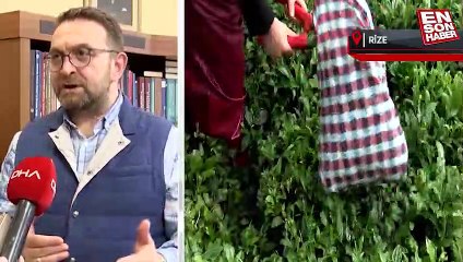 Çay hasadında işçi sorunu: Gençler bahçeye inmiyor