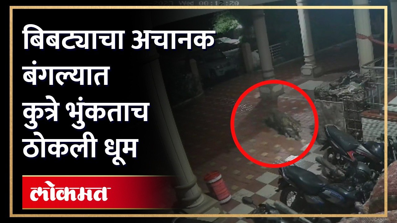 बिबट्या भक्ष्याच्या शोधात बंगल्यात घुसला,घटना सीसीटीव्ही कॅमेऱ्यात कैद