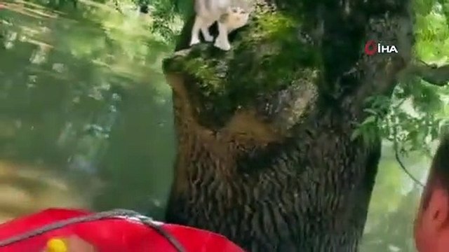Sular yükselince ağaçta mahsur kalan kediyi kurtarma operasyonu
