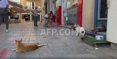 À Chypre, les chats touchés par une mutation du coronavirus félin