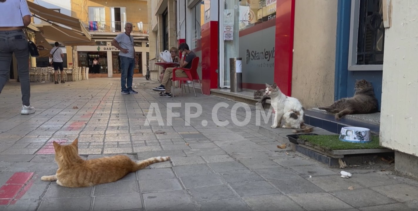 À Chypre, les chats touchés par une mutation du coronavirus félin