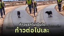 ช่างกุมขมับ ฉาบพื้นยังไม่แห้งแล้วน้องหมามาเยือน จบคลิปนี้ยังอยู่ดีใช่ไหม ?