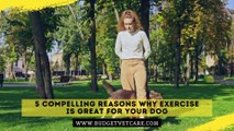 5 Compelling Reasons Why Exercise is Great for Your Dog