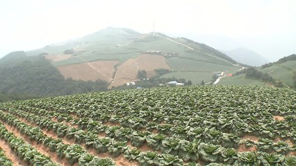[녹색] 고랭지배추 해충 '씨스트선충' 2종 동시 진단법 개발 / YTN