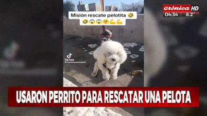 Utilizaron a un caniche... ¡para rescatar una pelota!